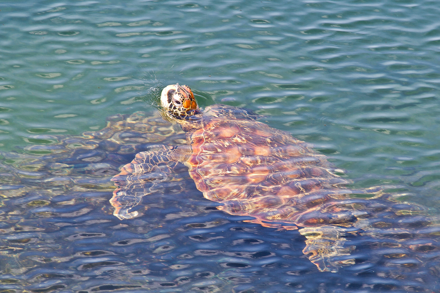 unechte Karettschildkröte