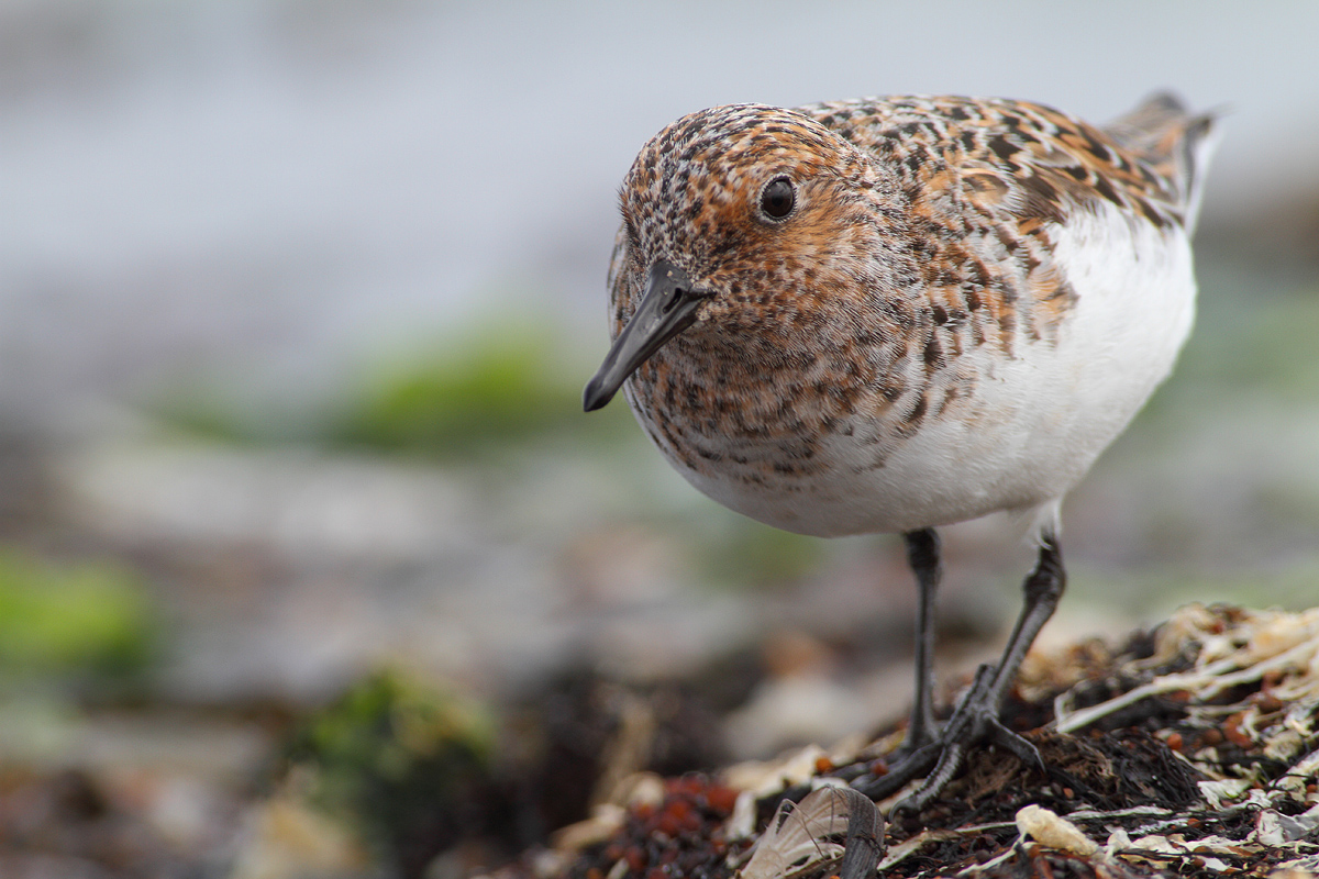 Sanderling im PK