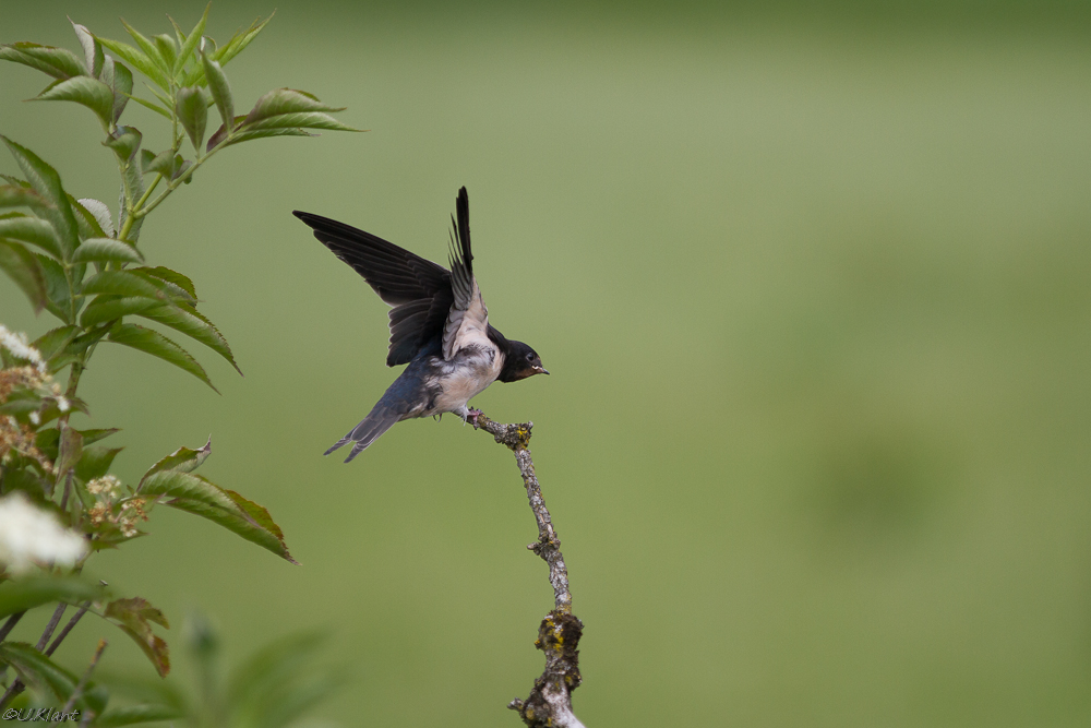 Schwalbenanflug