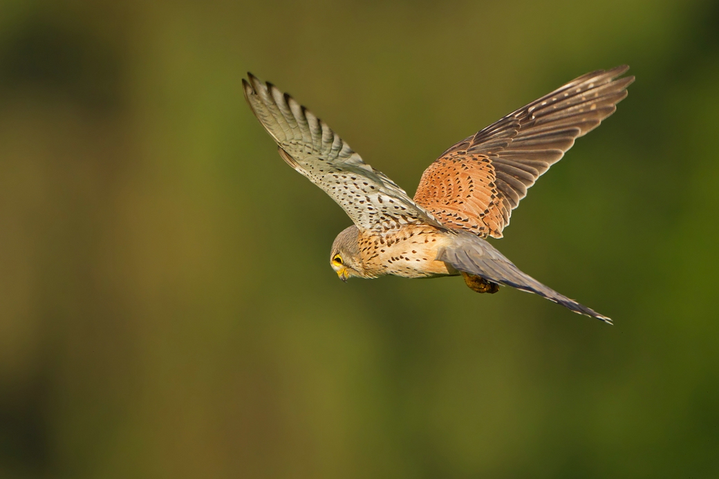 Turmfalke im Morgenlicht