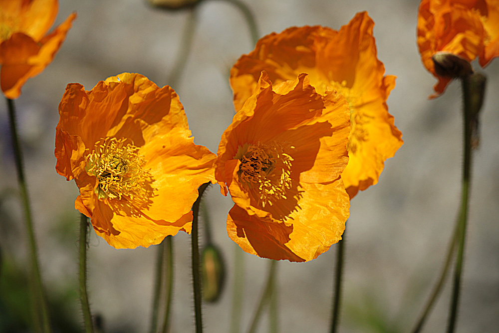 Gelber Mohn