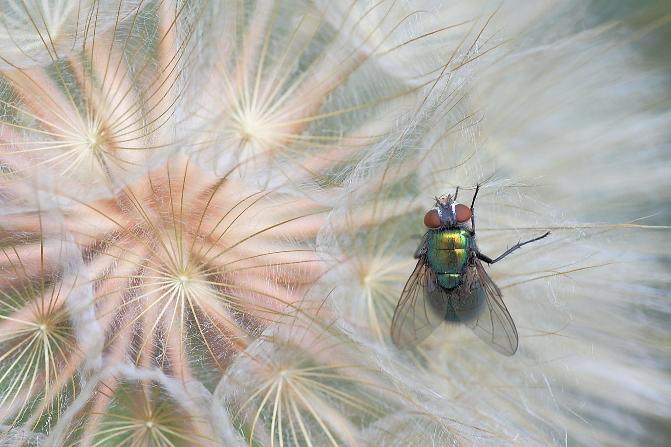 Ein Bett im Wiesenbocksbart