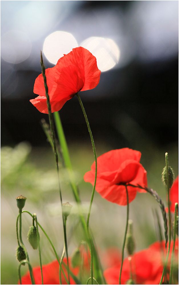 wilder mohn...