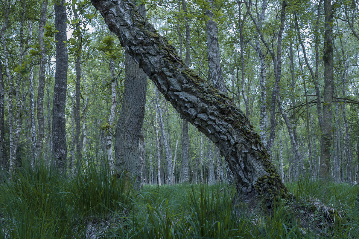 eine alte krumme Birke