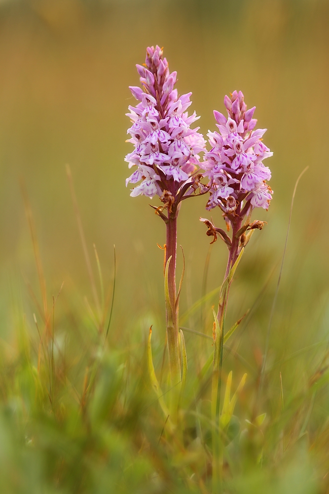 Geflecktes Knabenkraut (Dactylorhiza maculata)