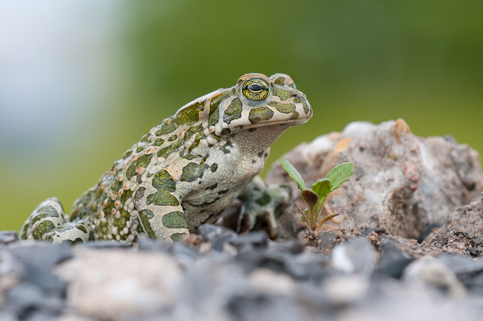 Bufo viridis