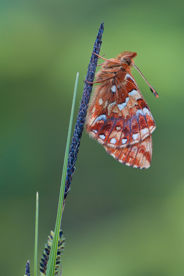 Hochmoor-Perlmutterfalter (Boloria aquilonaris)