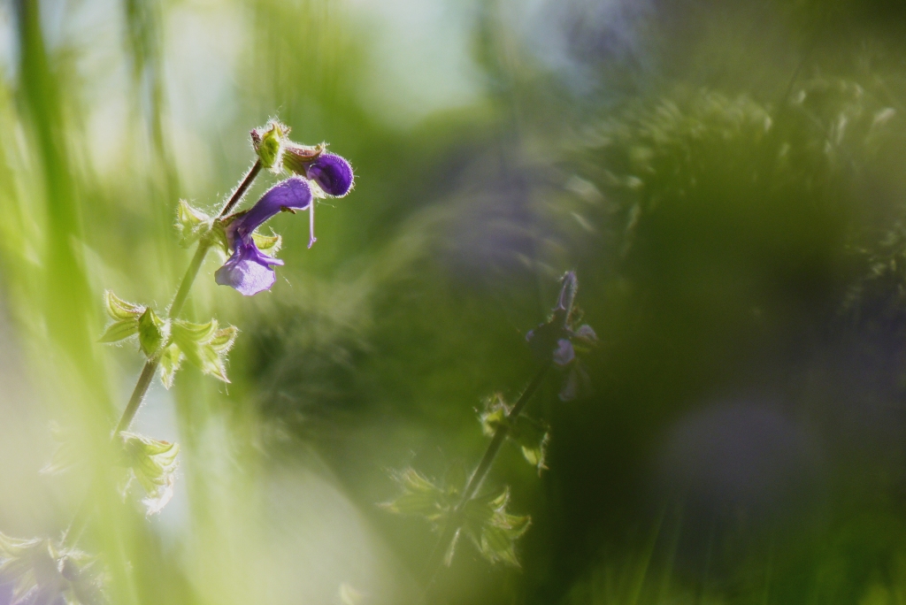 Wiesensalbei