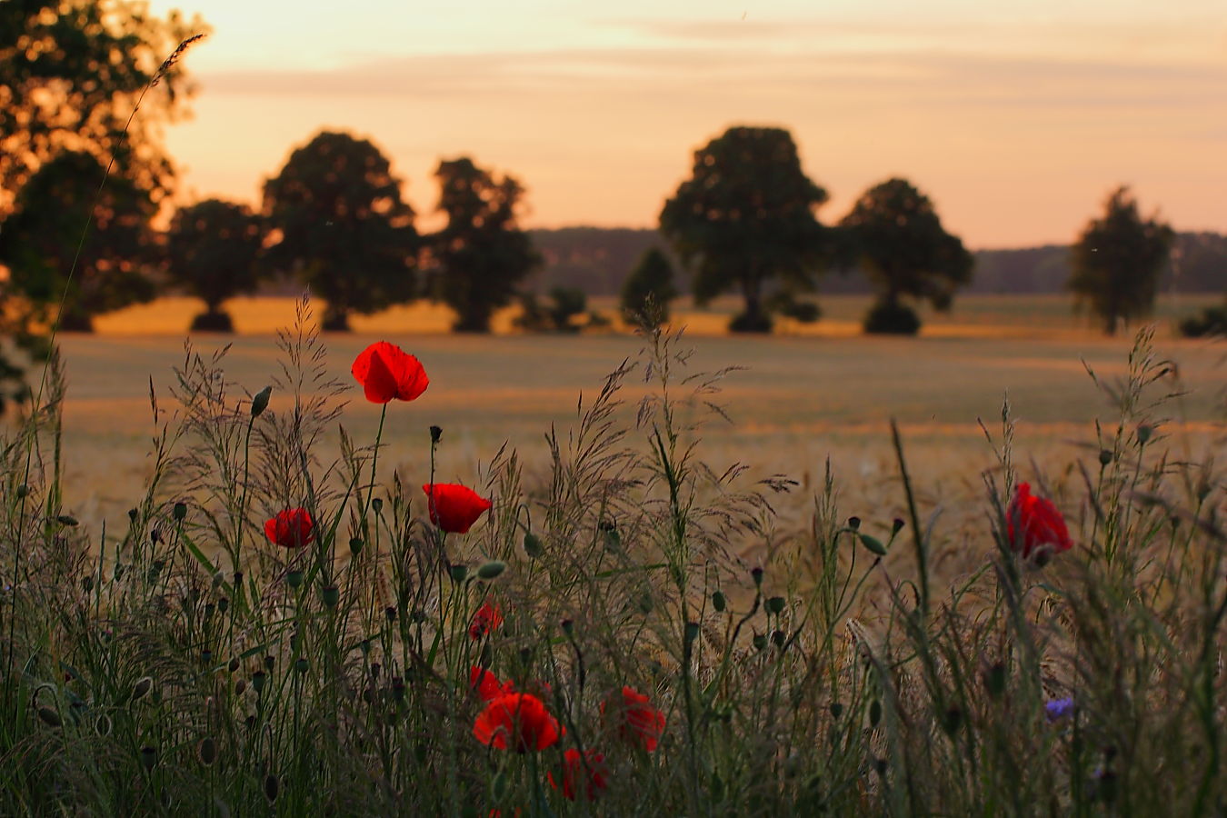 Abendträume in Brandenburg