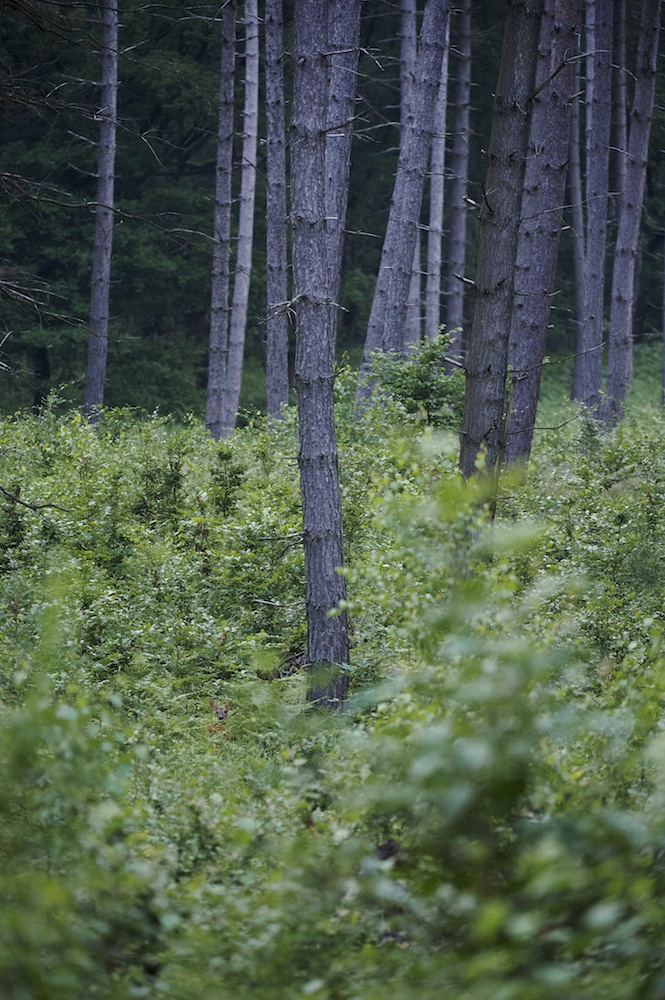 Verloren im großen weiten Wald