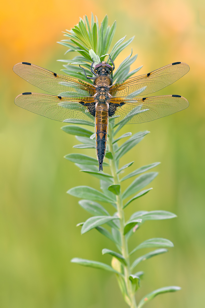 Vierfleck Libellula quadrimaculata