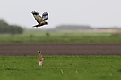 Hase attakiert Rohrweihe