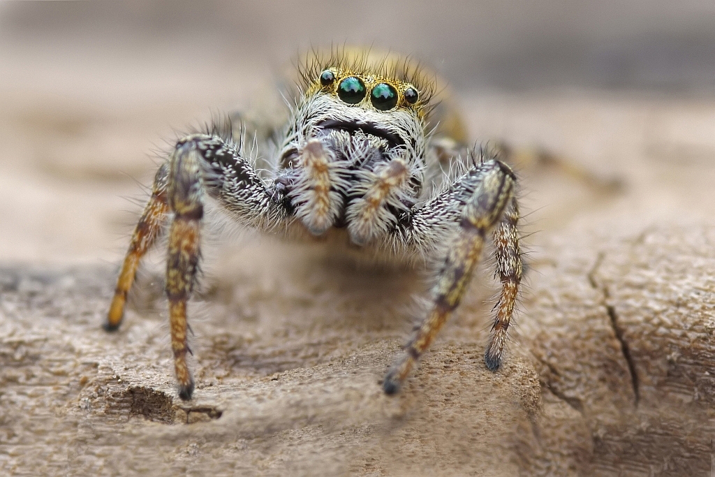 Dendryphantes hastatus