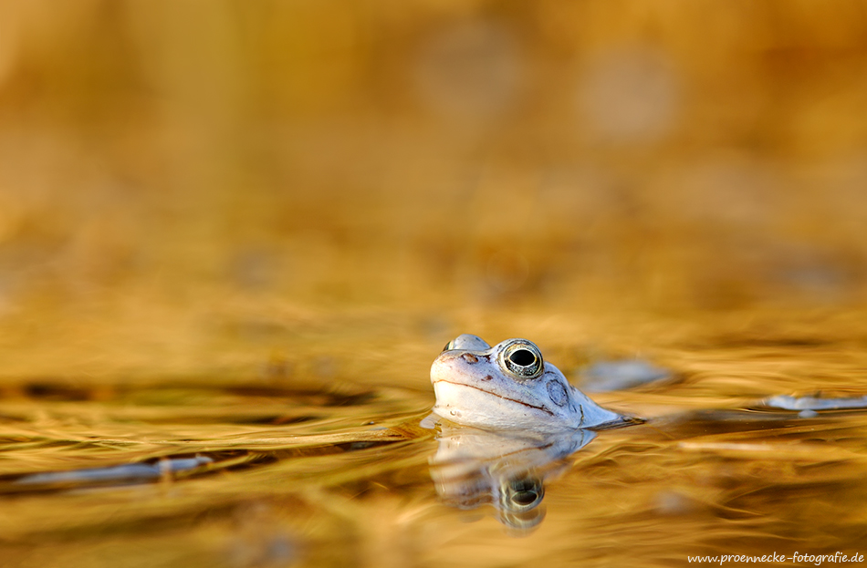 Moorfrosch im Abendlicht