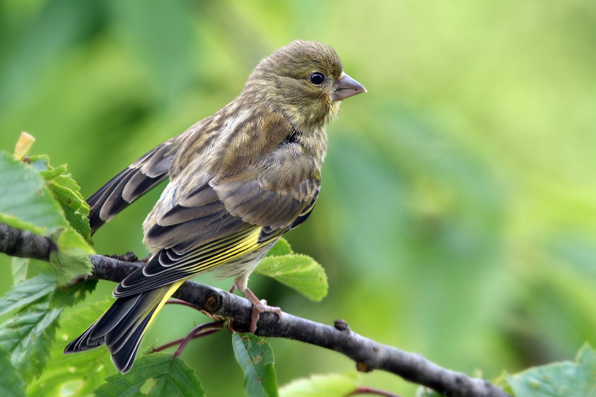 Junger Grünfink ... (Forum für Naturfotografen)