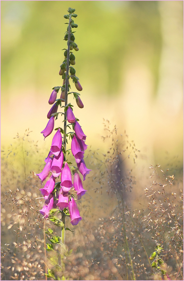 Digitalis