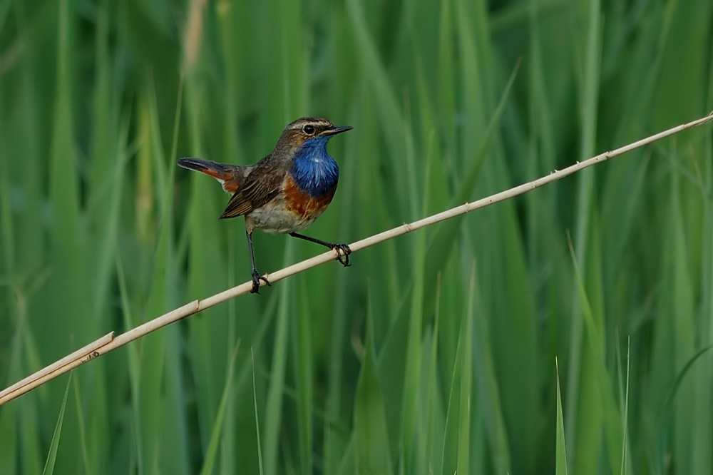 Blaukehlchen