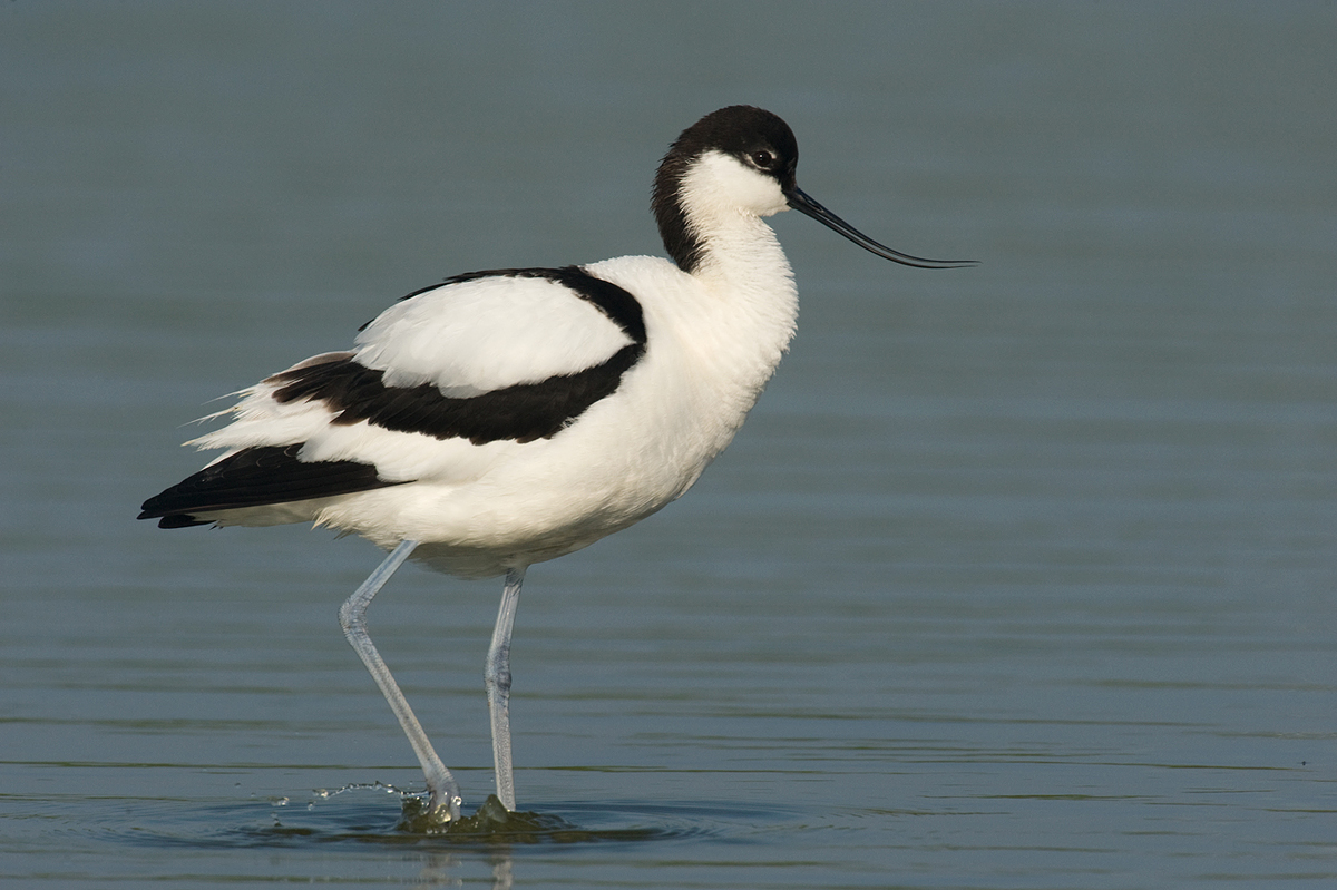 Säbelschnäbler (Forum für Naturfotografen)