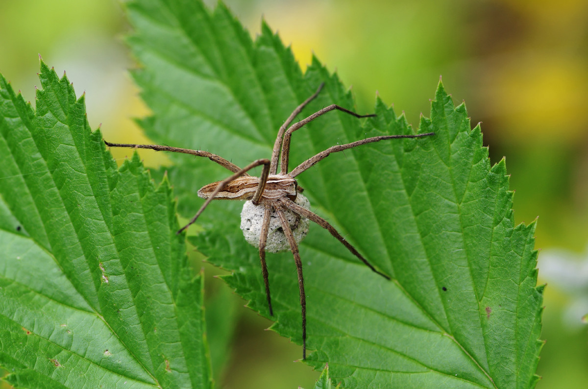 Pisaura mirabilis