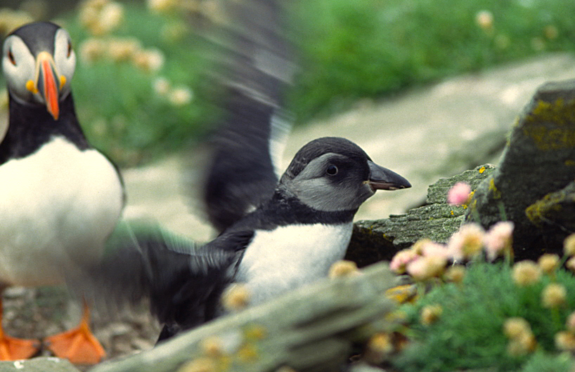 Seltene Beobachtung: junger Puffin vor der Höhle!