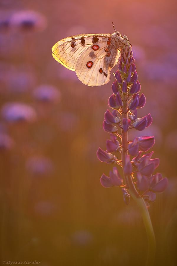 In den Strahlen der abendlichen Sonne