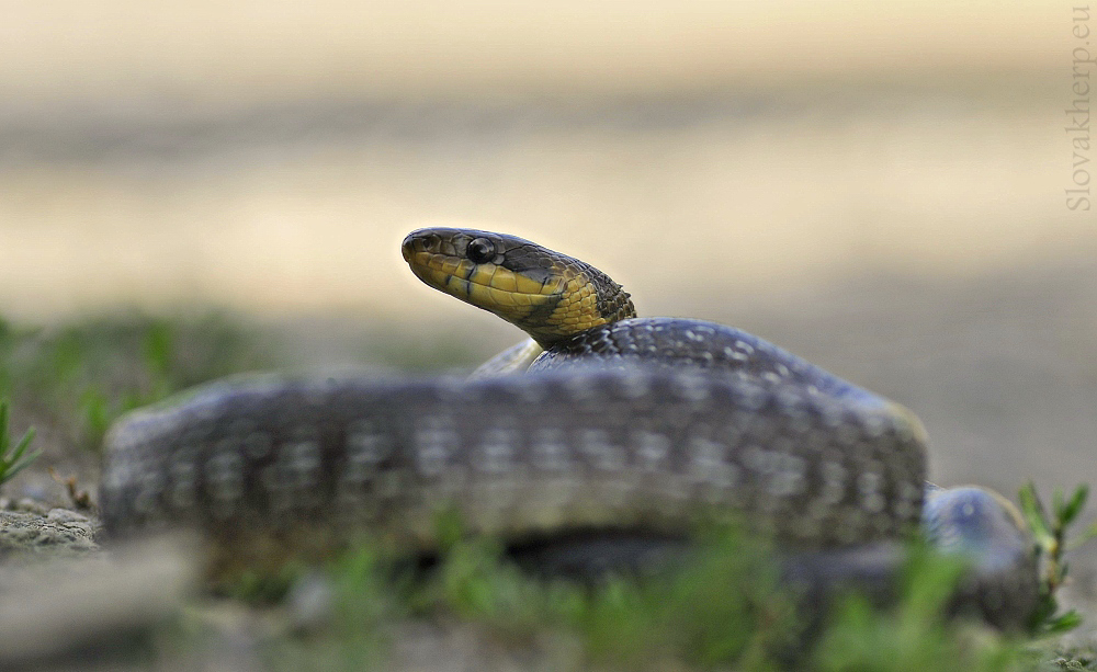 Aesculapian snake