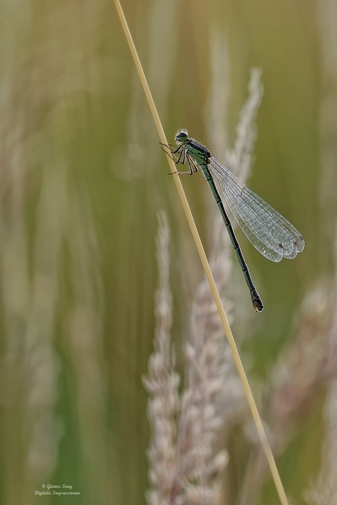 Weibliche Speer-Azurungfer (Coenagrion hastulatum)...