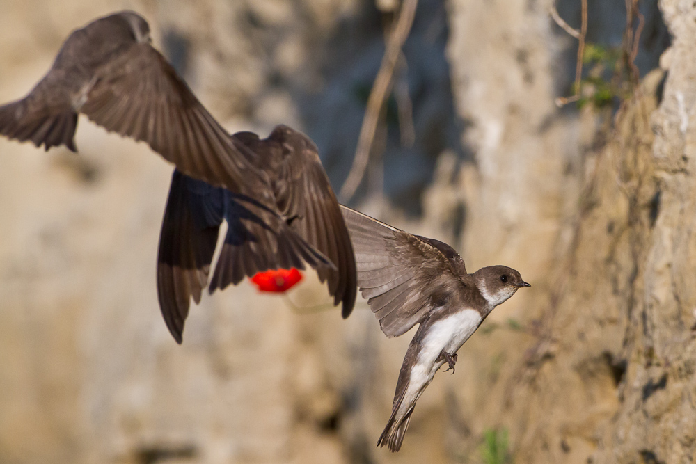 Andrang im Anflug