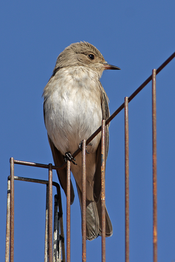 Grauschnäpper (Muscicapa striata) auf Sardinien