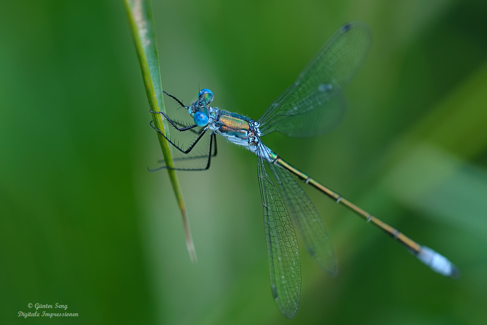 Gemeine Binsenjungfer – Lestes sponsa