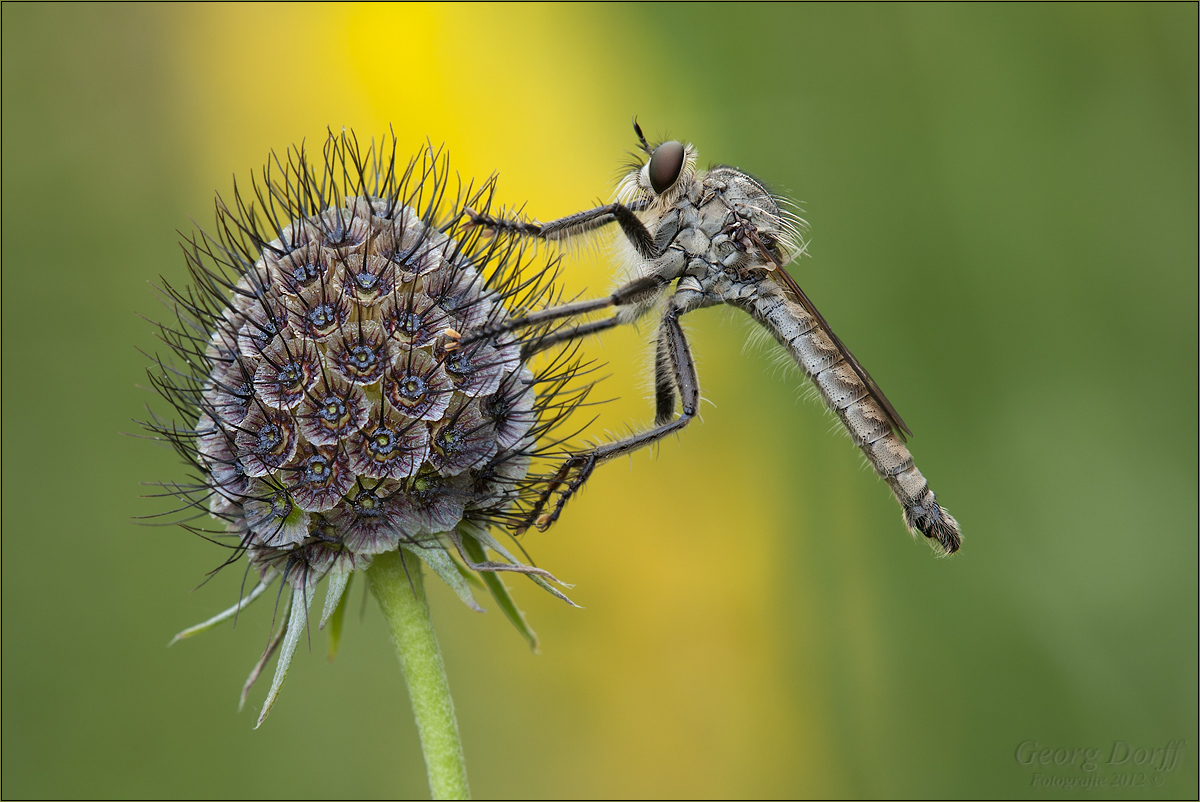 Schlichte Raubfliege – (Machimus rusticus)