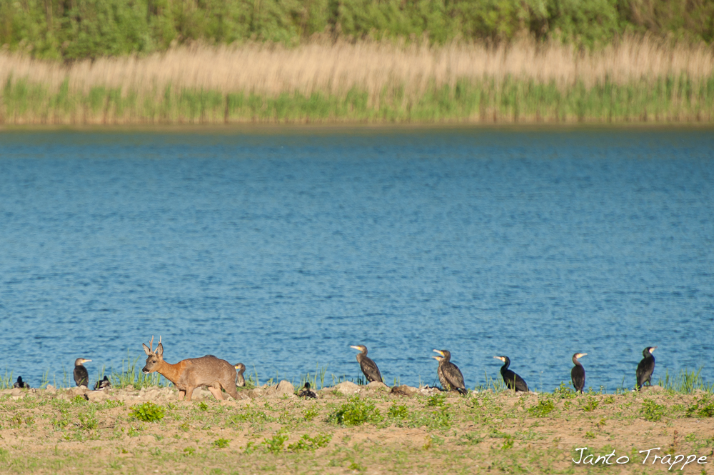 Bock und Kormoran