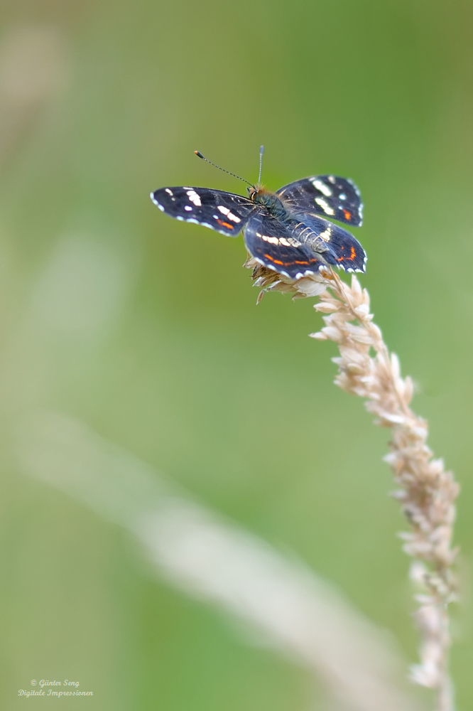 Landkärtchen beim Sonnenbad