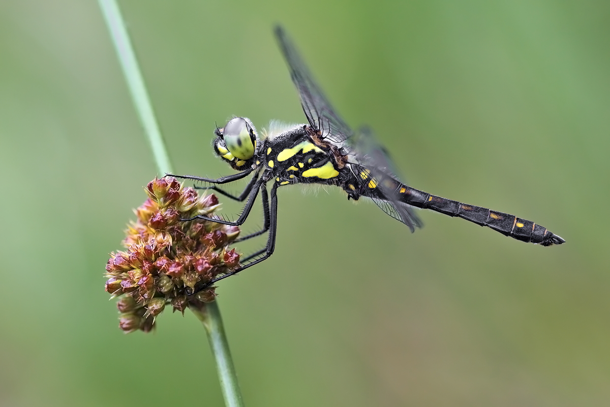 Sympetrum danae – Schwarze Heidelibelle