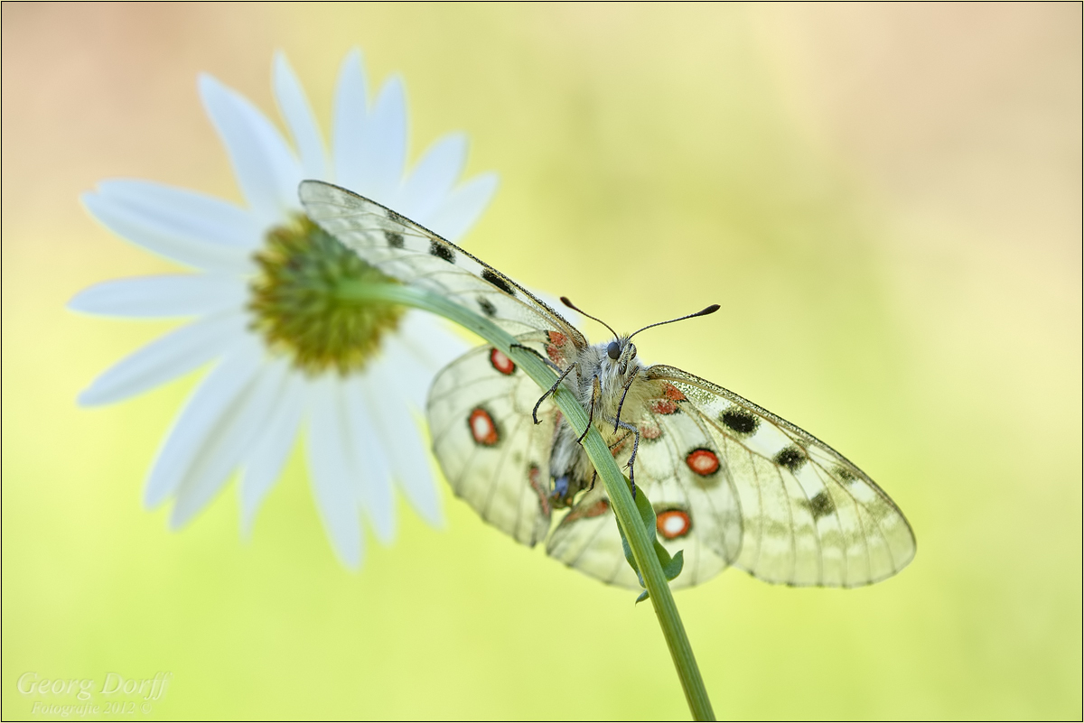 Der Blumenfreund…