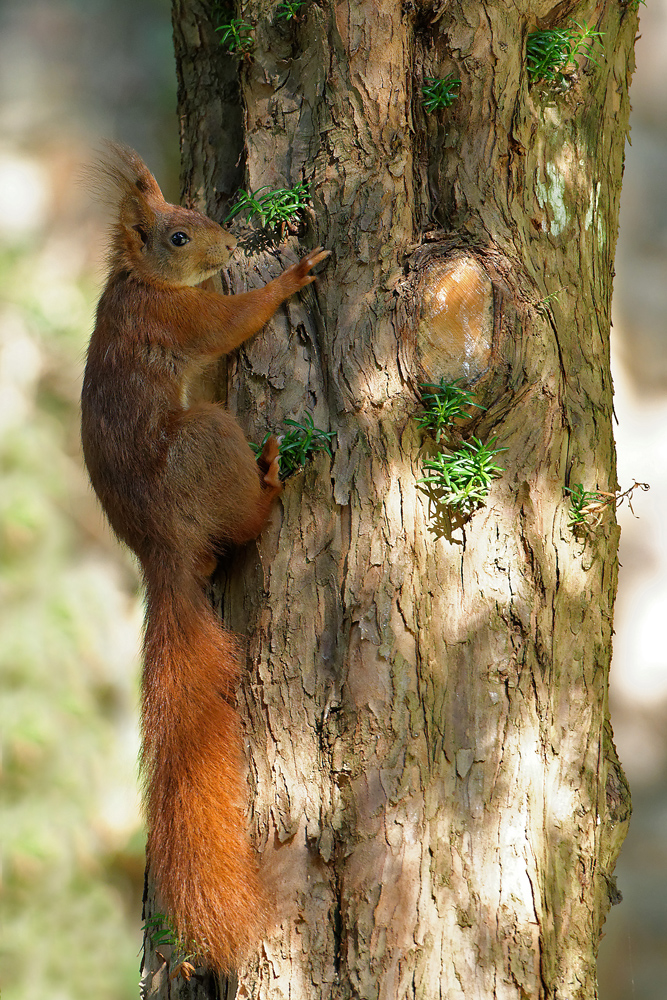 Eichhörnchen