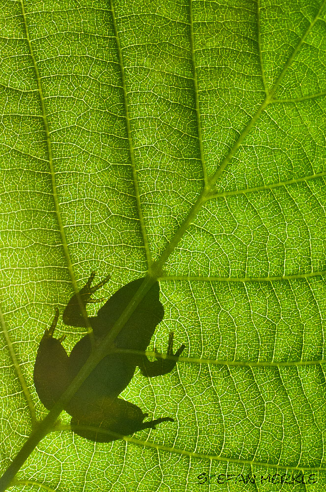 Grasfrosch