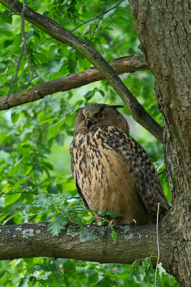 Uhu (Bubo bubo)