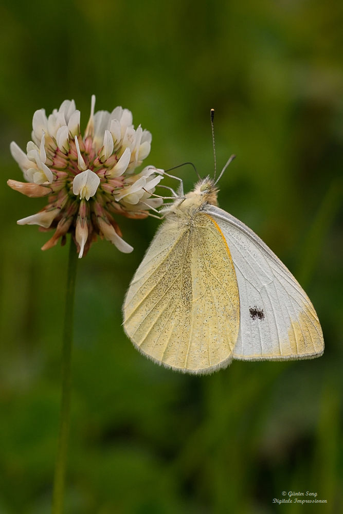 Großer Kohlweißling (Pieris brassicae)....