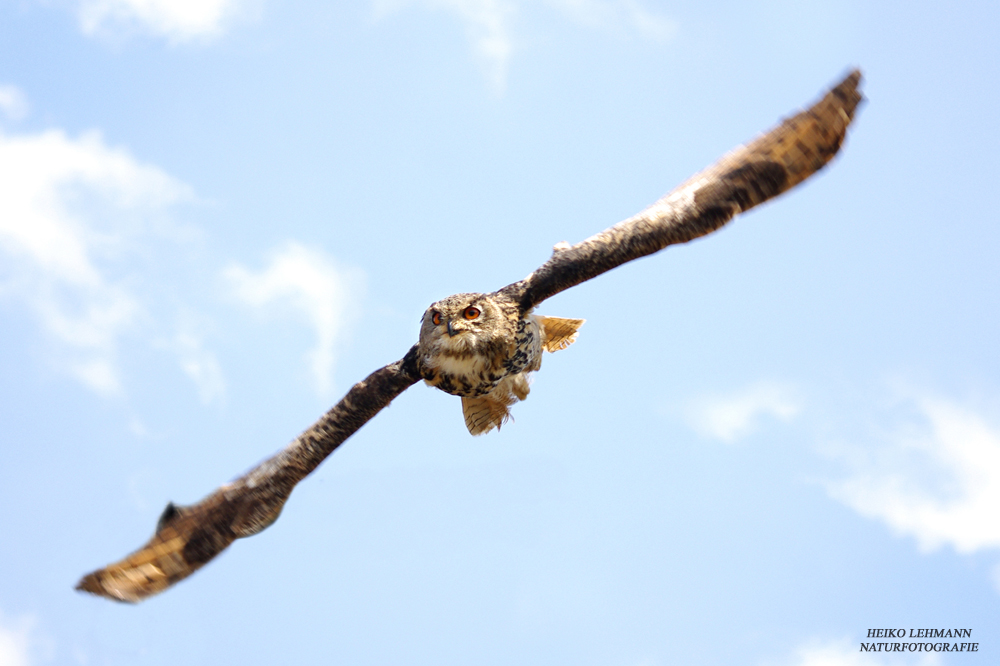 Der Uhu, Bubo Bubo