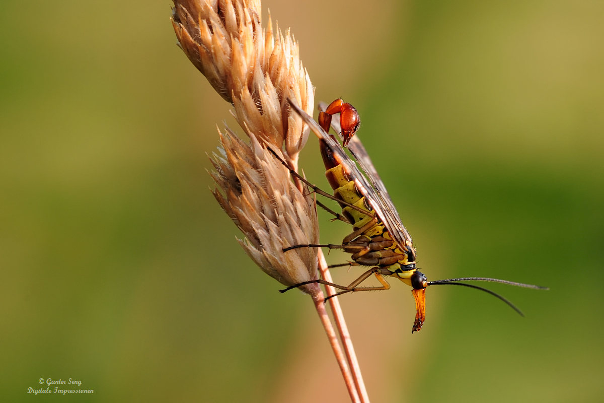 Skorpionsfliege (Panorpa communis)...