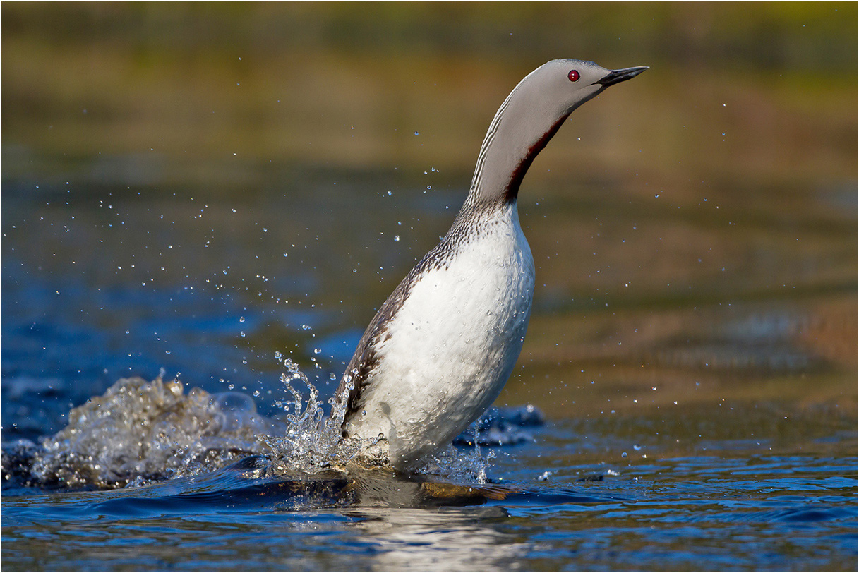 Sterntaucher als Pinguin