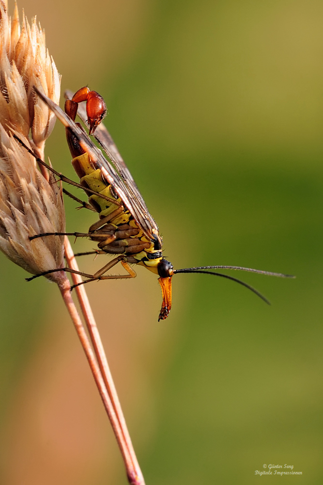 Skorpionsfliege (Panorpa communis)...Reload