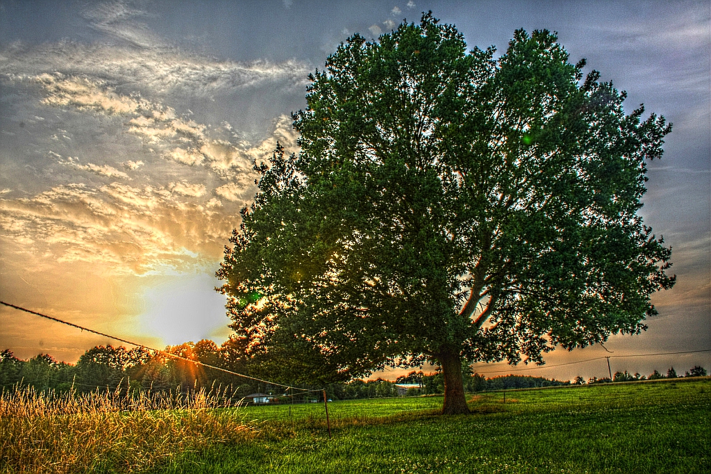 Baum im Sonnenuntergang (Forum für Naturfotografen)