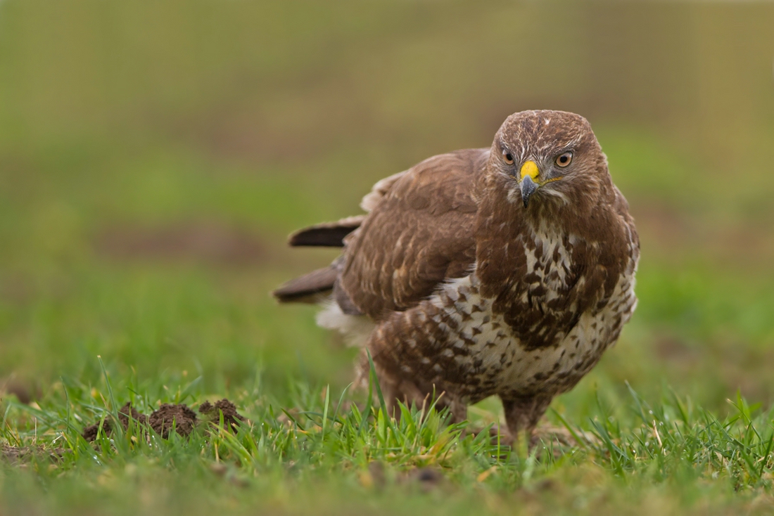 Auf der Wiese......