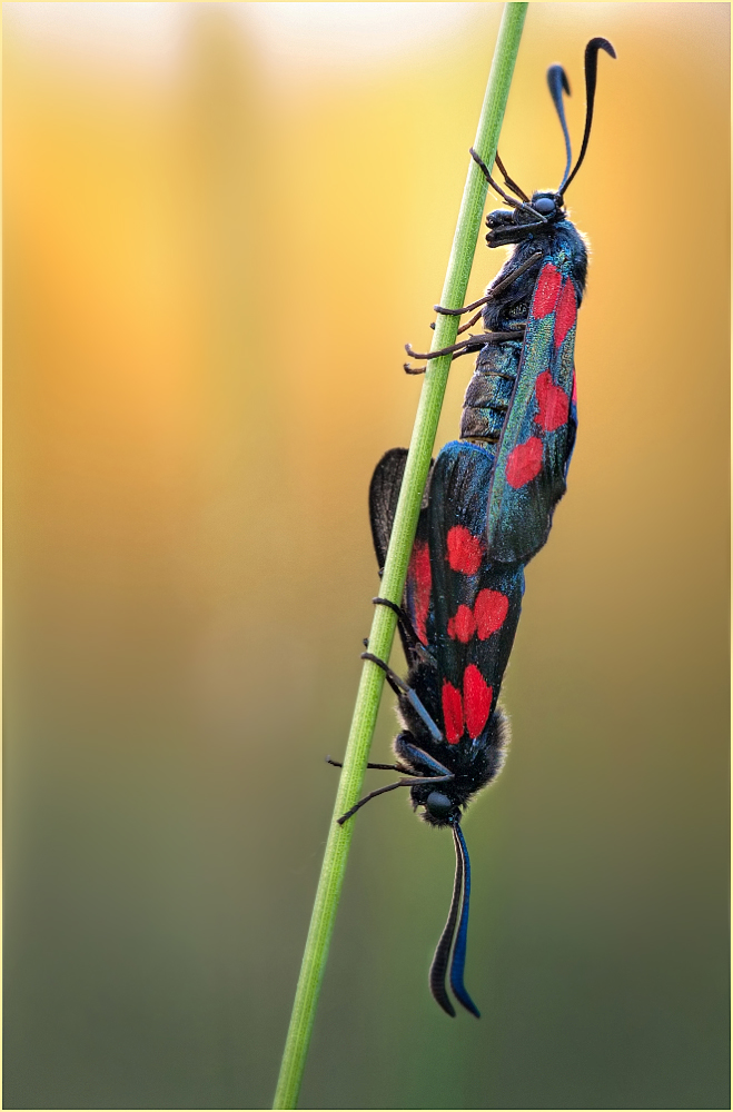 abendlicher Farbenrausch