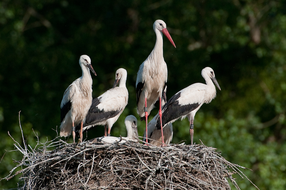 Storchenfamilie