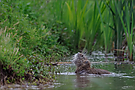 - Nutria -