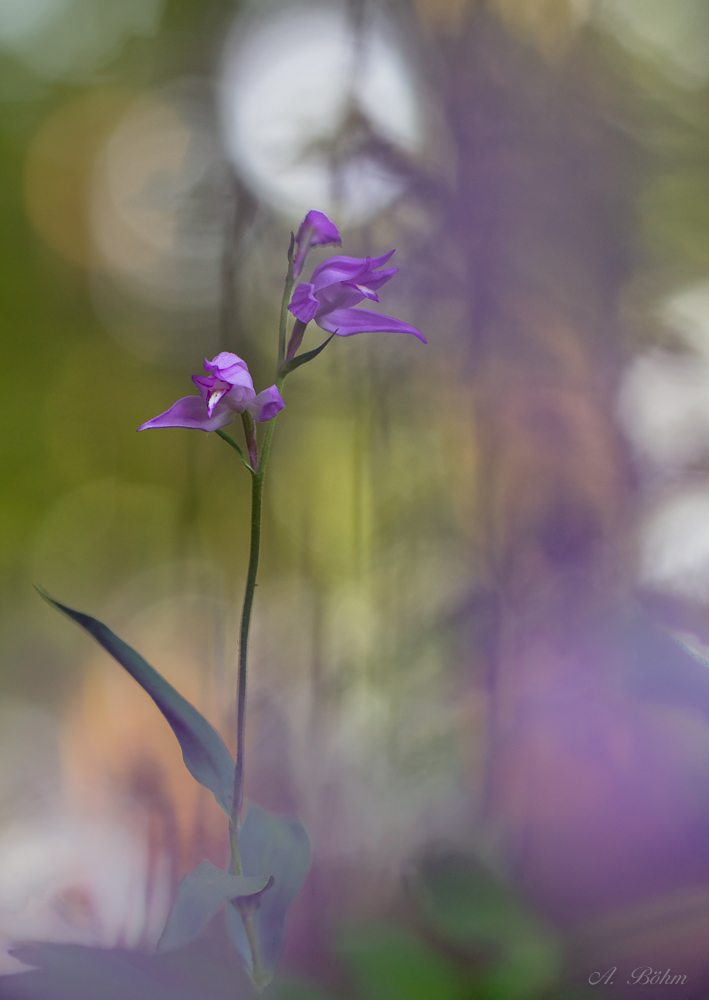 Z a u b e r  der  Orchidee...