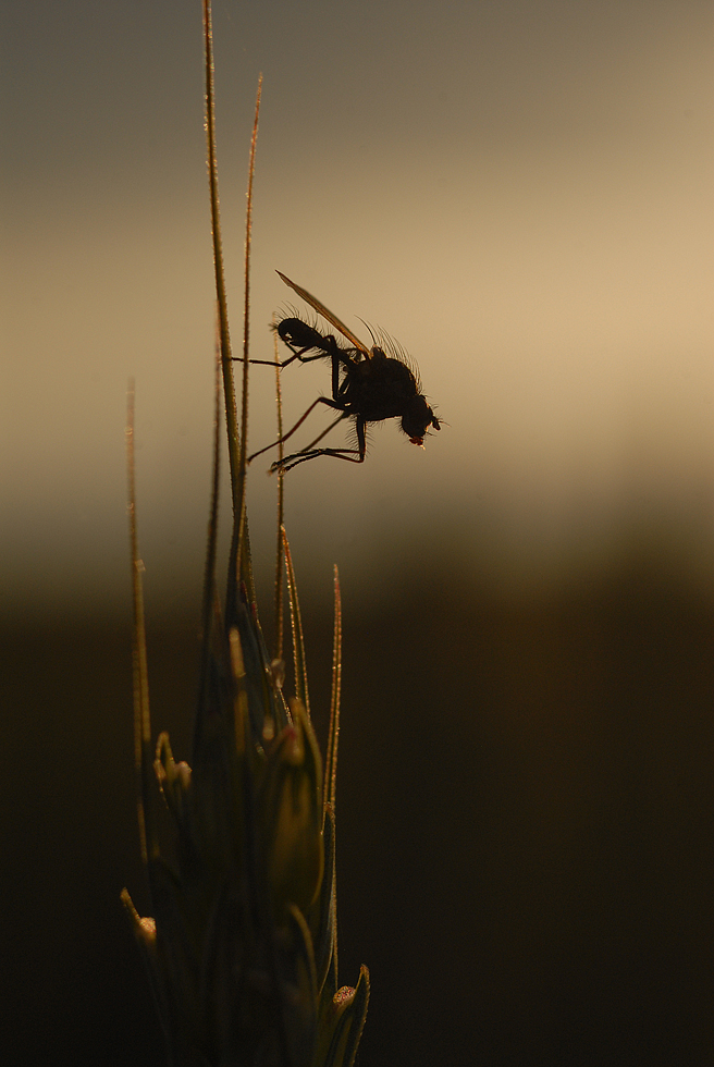 Gegen Abend Licht